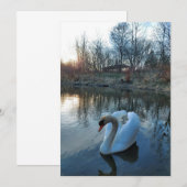 Zwan op het meer tijdens zonsondergang (Voorkant / Achterkant)