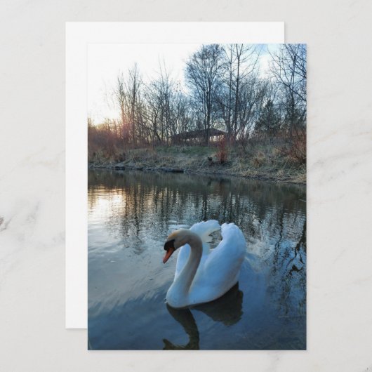 Zwan op het meer tijdens zonsondergang (Voorkant / Achterkant)