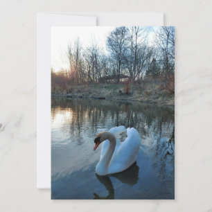 Zwan op het meer tijdens zonsondergang