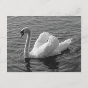 Zwan. Roath Park Lake, Cardiff, Wales B&W Briefkaa Briefkaart