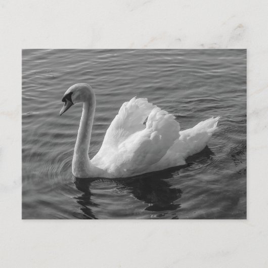 Zwan. Roath Park Lake, Cardiff, Wales B&W Briefkaa Briefkaart (Voorkant)