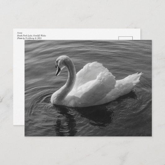 Zwan. Roath Park Lake, Cardiff, Wales B&W Briefkaart (Voorkant / Achterkant)