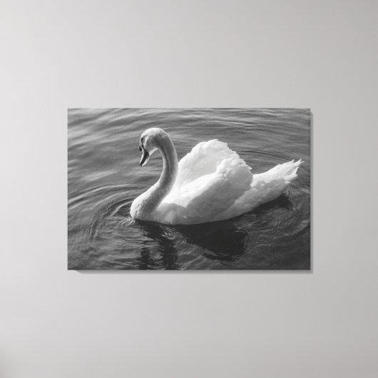 Zwan. Roath Park Lake, Cardiff, Wales B&W Canvas Afdruk (Voorkant)