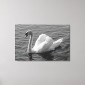 Zwan. Roath Park Lake, Cardiff, Wales B&W Canvas P (Voorkant)