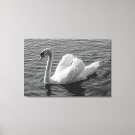 Zwan. Roath Park Lake, Cardiff, Wales B&W Canvas P (Voorkant)