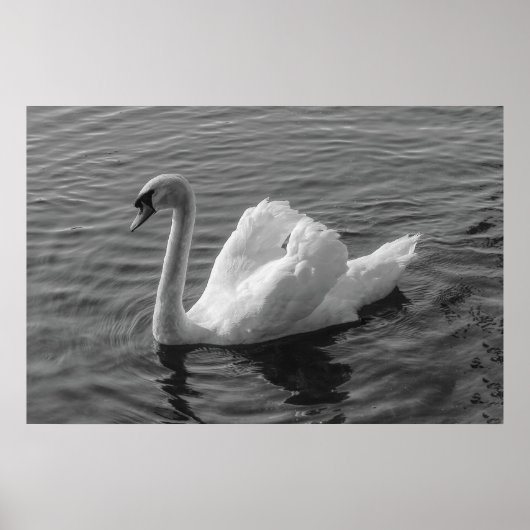 Zwan. Roath Park Lake, Cardiff, Wales B&W Poster (Voorkant)