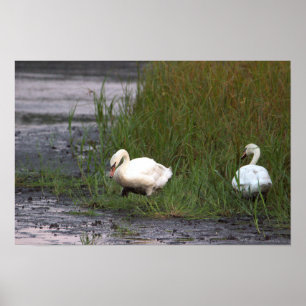 Zwanen bij de moerasposter poster