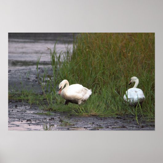 Zwanen bij de moerasposter poster (Voorkant)