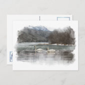 Zwanen Briefkaart (Voorkant / Achterkant)