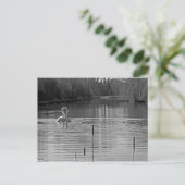 Zwanen hofmaken in zwart en wit briefkaart (Staand voorkant)