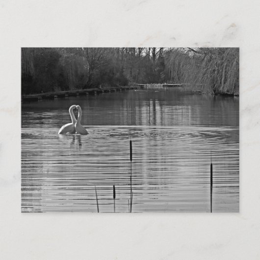 Zwanen hofmaken in zwart en wit briefkaart (Voorkant)