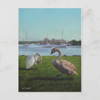 zwanen in de haven van ChristChurch Briefkaart