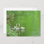 Zwanen in de liefde Briefkaart (Voorkant / Achterkant)