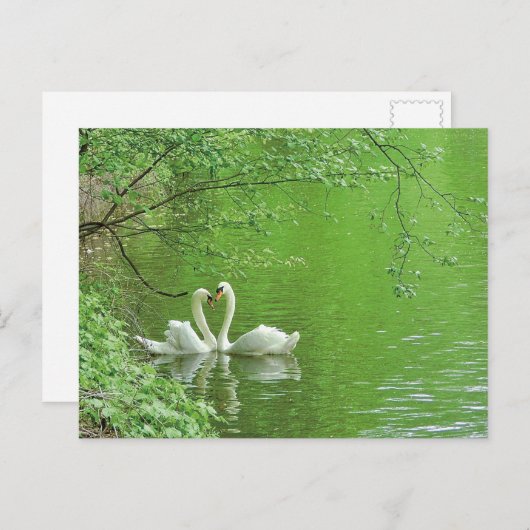 Zwanen in de liefde Briefkaart (Voorkant / Achterkant)