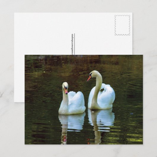 Zwanen in de liefde Briefkaart (Voorkant / Achterkant)