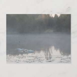 zwanen in de mist briefkaart