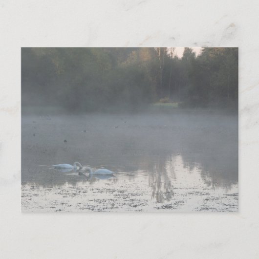 zwanen in de mist briefkaart (Voorkant)