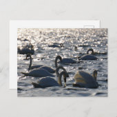 Zwanen in een groep op het water met glinsterend z briefkaart (Voorkant / Achterkant)