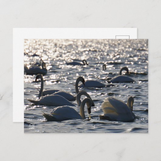 Zwanen in een groep op het water met glinsterend z briefkaart (Voorkant / Achterkant)