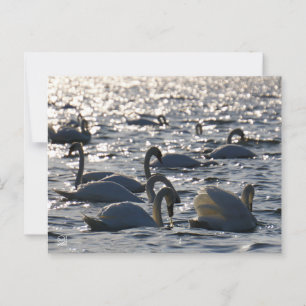 Zwanen in een groep op het water met glinsterend z briefkaart