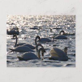 Zwanen in een groep op het water met glinsterend z briefkaart