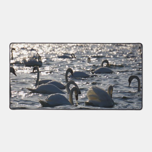 Zwanen in een groep op het water met glinsterend z bureaumat (Voorkant)