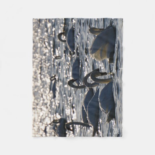 Zwanen in een groep op het water met glinsterend z fleece deken (Voorkant)