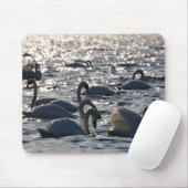 Zwanen in een groep op het water met glinsterend z muismat (Met muis)