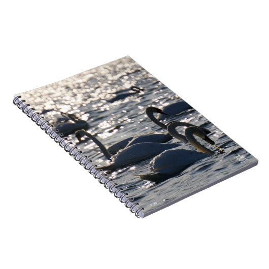 Zwanen in een groep op het water met glinsterend z notitieboek (Rechterzijde)