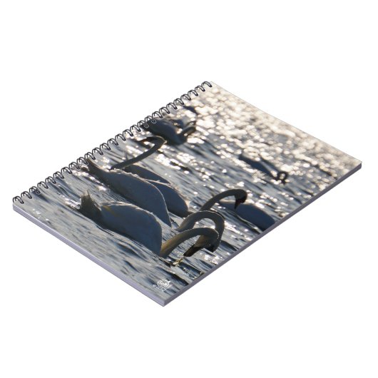 Zwanen in een groep op het water met glinsterend z notitieboek (Linkerzijde)