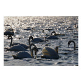 Zwanen in een groep op het water met glinsterend z perfect poster (Voorkant)