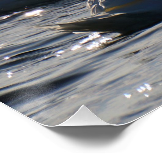 Zwanen in een groep op het water met glinsterend z perfect poster (Hoek)