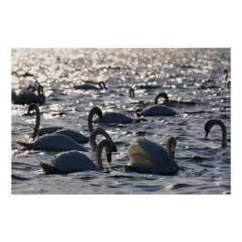 Zwanen in een groep op het water met glinsterend z perfect poster