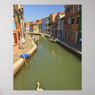 Zwanen in kanaal, Burano eiland, Venetië, Italië Poster