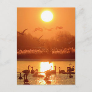 Zwanen in meer bij zonsondergang briefkaart