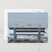 Zwanen, meer en een bank - briefkaart (Voorkant / Achterkant)
