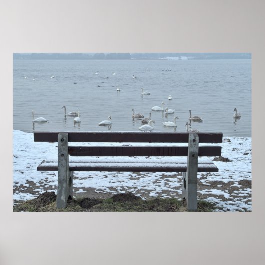 Zwanen, meer en een bank - poster (Voorkant)