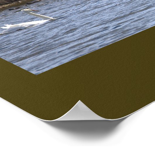 Zwanen op de Vijver Poster (Hoek)