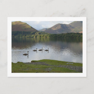 Zwanen op Derwentwater Briefkaart