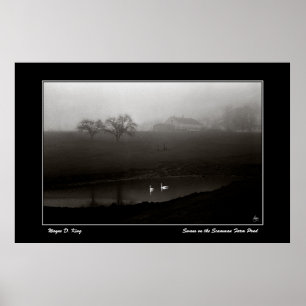 Zwanen op het Scamman Boerderij Pond Poster