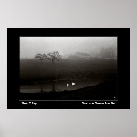 Zwanen op het Scamman Boerderij Pond Poster (Voorkant)
