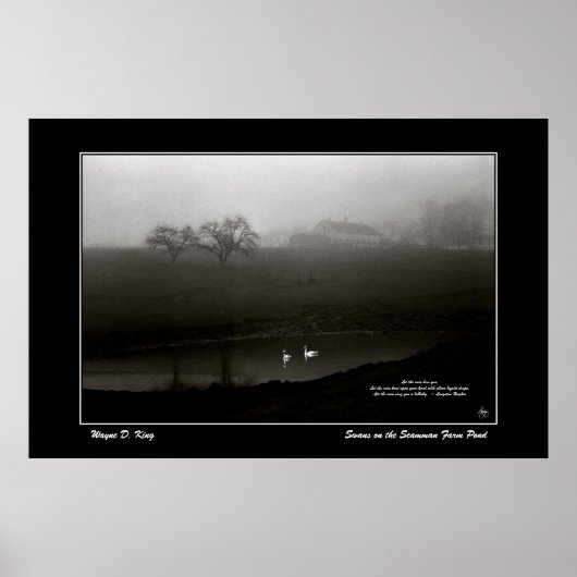Zwanen op het Scamman Boerderij Pond Poster - w/Po (Voorkant)