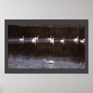 Zwanen Waterscape Foto Poster