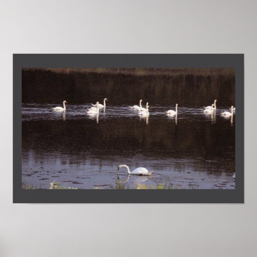 Zwanen Waterscape Foto Poster (Voorkant)