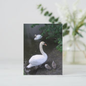 zwanenfamilie - briefkaart (Staand voorkant)