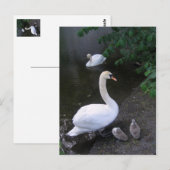 zwanenfamilie - briefkaart (Voorkant / Achterkant)