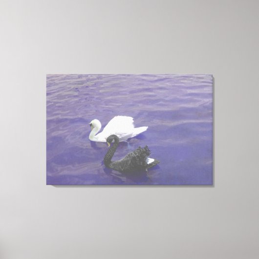 Zwanenpaar op een meer canvas afdruk (Voorkant)