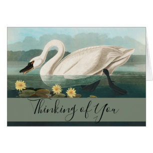 zwanenvogel witwaterzwanen