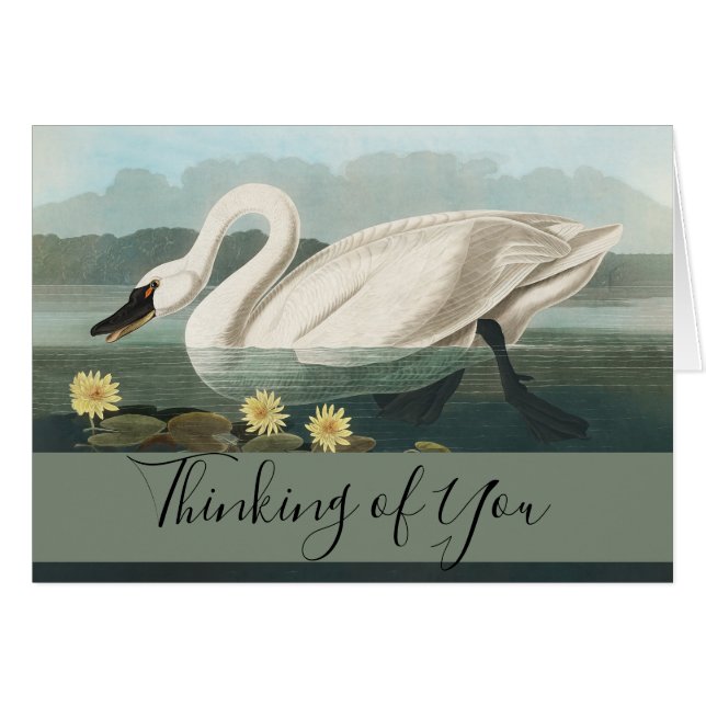 zwanenvogel witwaterzwanen (Voorkant Horizontaal)