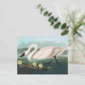 zwanenvogel witwaterzwanen briefkaart (Staand voorkant)